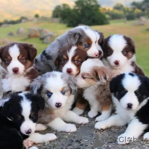 Zdjęcie №1. border collie - na sprzedaż w Hannover | 1465zł | Zapowiedź №74424