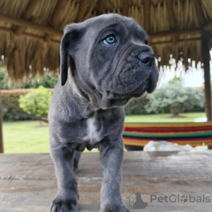 Zdjęcie №3. Zabawne szczenięta Cane Corso gotowe do wypełnienia Twojego domu radością. Polska