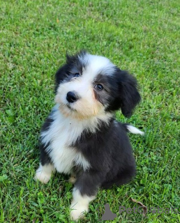 Zdjęcie №1. bearded collie - na sprzedaż w Berlin | Bezpłatny | Zapowiedź №95191