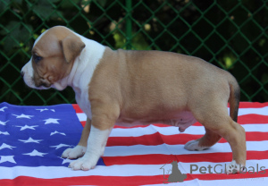 Zdjęcie №2 do zapowiedźy № 150144 na sprzedaż  gampr - wkupić się Armenia prywatne ogłoszenie