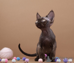 Zdjęcie №3. Czekolada Devon Rex. Niemcy
