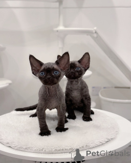 Zdjęcie №1. devon rex - na sprzedaż w Amsterdam | negocjowane | Zapowiedź № 161182