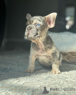 Zdjęcie №2 do zapowiedźy № 150646 na sprzedaż  buldog francuski - wkupić się Niemcy ze schronu, hodowca