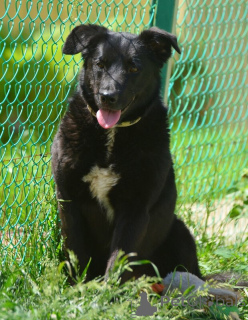 Zdjęcie №4. Sprzedam pies nierasowy w Petersburg. prywatne ogłoszenie - cena - Bezpłatny