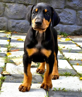 Zdjęcie №4. Sprzedam  w Амстердам. hodowca - cena - 1906zł