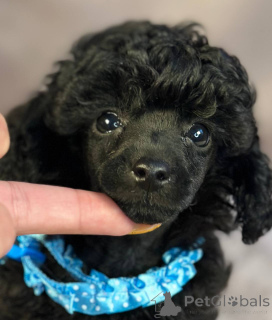 Zdjęcie №4. Sprzedam pudel (zabawka) w Somb. hodowca - cena - 4784zł