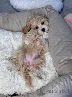 Zdjęcie №3. Hodowla robię z pasją. Samoa Amerykańskie