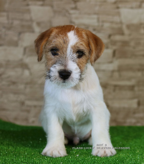 Dodatkowe zdjęcia: Luksusowe szczeniaki Jack Russell Terrier
