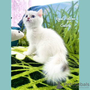 Zdjęcie №1. kot brytyjski krótkowłosy - na sprzedaż w Kayseri | 1046zł | Zapowiedź № 50592