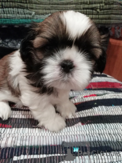 Zdjęcie №2 do zapowiedźy № 83975 na sprzedaż  lhasa apso, shih tzu - wkupić się Litwa 