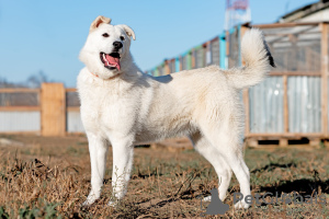 Zdjęcie №2 do zapowiedźy № 8302 na sprzedaż  pies nierasowy - wkupić się Federacja Rosyjska ze schronu