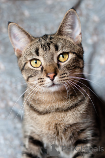 Zdjęcie №3. Rozsądny przystojny Unix. Białoruś