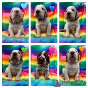 Zdjęcie №1.  - na sprzedaż w Miami | 1188zł | Zapowiedź №107217