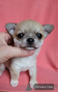 Zdjęcie №3. Chihuahua jest chłopcem wielorybniczym. Federacja Rosyjska