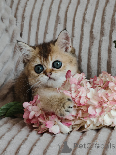 Zdjęcie №2 do zapowiedźy № 149357 na sprzedaż  scottish fold - wkupić się Federacja Rosyjska od żłobka, hodowca