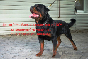 Zdjęcie №1. rottweiler - na sprzedaż w Новая Каховка | 917zł | Zapowiedź №10251