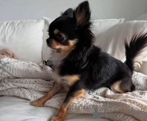 Zdjęcie №2 do zapowiedźy № 138790 na sprzedaż   - wkupić się USA hodowca