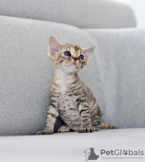 Zdjęcie №4. Sprzedam devon rex w Vreden. hodowca - cena - 6278zł