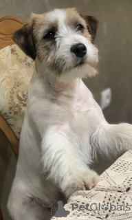 Zdjęcie №4. Sprzedam jack russell terrier w Belgrad.  - cena - negocjowane