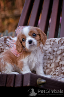 Zdjęcie №2 do zapowiedźy № 78563 na sprzedaż  cavalier king charles spaniel - wkupić się Białoruś od żłobka