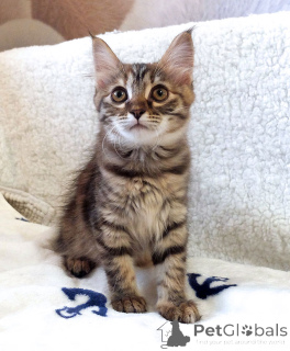 Zdjęcie №1.  - na sprzedaż w Moskova | Bezpłatny | Zapowiedź № 158290