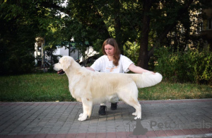 Zdjęcie №4. Sprzedam pies nierasowy w Woroneż. od żłobka - cena - negocjowane