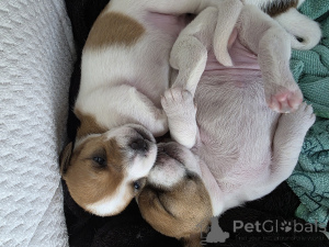 Zdjęcie №2 do zapowiedźy № 164575 na sprzedaż  jack russell terrier - wkupić się Izrael prywatne ogłoszenie