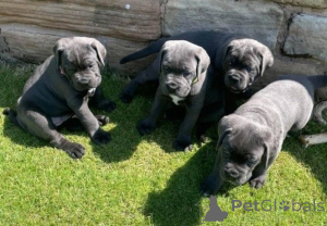 Zdjęcie №1. cane corso - na sprzedaż w Bad Wildungen | 1674zł | Zapowiedź №147567