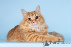 Zdjęcie №2 do zapowiedźy № 161754 na sprzedaż   - wkupić się Federacja Rosyjska ze schronu