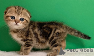 Zdjęcie №2 do zapowiedźy № 156689 na sprzedaż  ragdoll - wkupić się Białoruś 