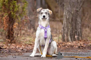 Zdjęcie №1. pies nierasowy - na sprzedaż w Москва | Bezpłatny | Zapowiedź №138991