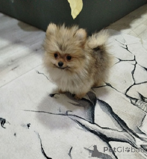 Zdjęcie №3. Piękne niedźwiedzie Bo-Teddy. Serbia