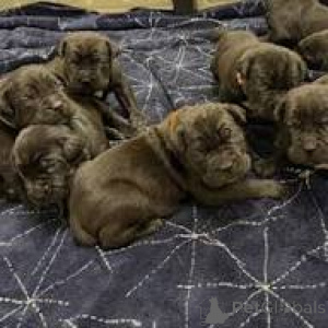 Zdjęcie №3. Adorables sprzedają Cane Corso na sprzedaż. Francja