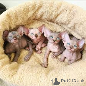 Zdjęcie №1. sfinks - na sprzedaż w Marsylia | 2392zł | Zapowiedź № 165920