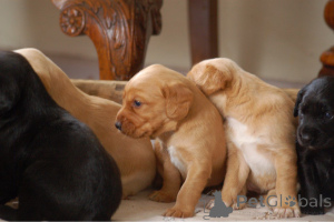 Zdjęcie №2 do zapowiedźy № 164863 na sprzedaż  cocker spaniel angielski - wkupić się Belgia prywatne ogłoszenie, hodowca