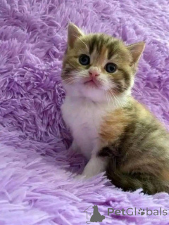 Zdjęcie №2 do zapowiedźy № 161692 na sprzedaż   - wkupić się Dania 