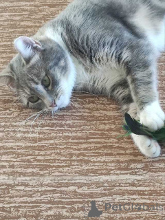 Zdjęcie №4. Sprzedam  w Petersburg. prywatne ogłoszenie - cena - Bezpłatny