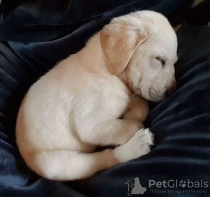 Zdjęcie №3. SZCZENIAK LABRADOR ZŁOTY RETRIEVER. Francja