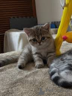 Zdjęcie №3. Chatons Européens à poil court à vendre. Francja