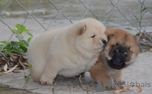 Zdjęcie №1. chow-chow - na sprzedaż w Baierbrunn | 2774zł | Zapowiedź №174982