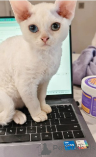 Zdjęcie №2 do zapowiedźy № 160321 na sprzedaż  devon rex - wkupić się Niemcy hodowca