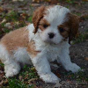 Dodatkowe zdjęcia: Cavalier King Charles Spaniel ZKWP/FCI