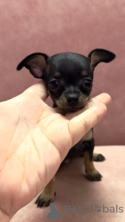 Zdjęcie №3. Szczenięta tego teriera. Gruzja