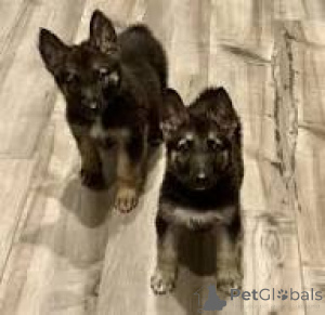Zdjęcie №3. Chiots Berger Allemand do sprzedaży. Francja