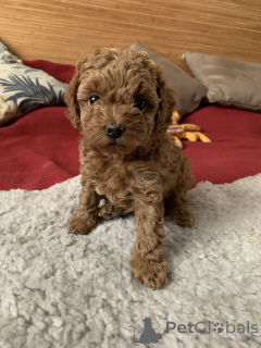 Zdjęcie №1. pies nierasowy - na sprzedaż w Aizlingen | 1674zł | Zapowiedź №166806