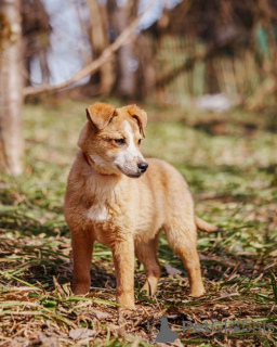 Zdjęcie №4. Sprzedam pies nierasowy w Moskova. prywatne ogłoszenie - cena - Bezpłatny