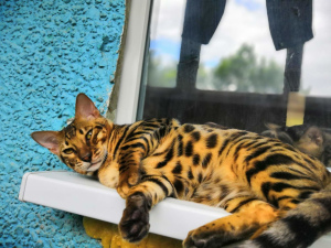 Zdjęcie №2 do zapowiedźy № 3056 na sprzedaż  kot bengalski - wkupić się Federacja Rosyjska prywatne ogłoszenie, od żłobka, hodowca