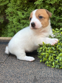 Zdjęcie №3. Szczeniak Jack Russell Terrier. Federacja Rosyjska