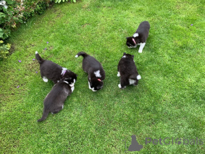 Zdjęcie №3. Szczenięta Siberian Husky. Estonia