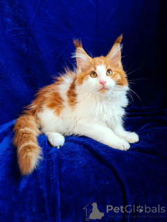 Dodatkowe zdjęcia: Kocięta rasy Maine Coon